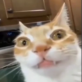 kitty cat