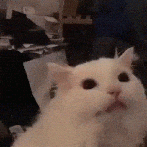 kitty cat